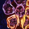 market tulips