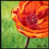 california poppy