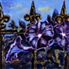 purple petunia