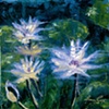 water lillies 1