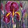 Violet iris #2