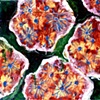 market daisies 2