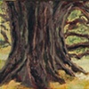 Live Oak Tree in Audubon Park New Orleans