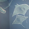 mantarays