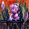violet iris