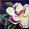 magnolia 3