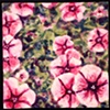 petunias