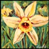 daffodil
