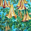 angel trumpet dance