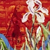 White Iris of New Orleans