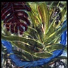 Tropical River