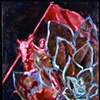 maid of orleans - botanical
