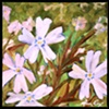 phlox
