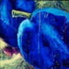 blue plums 3