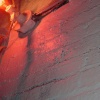 Red Bulb