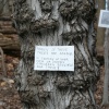 Trees Are Deadly