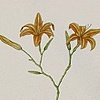 Edible Botanicals:  Daylily