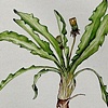 Edible Botanicals: Dandylion