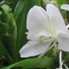 Flor blanca