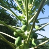 Papaya Tree