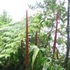 Volcan Mombacho, variation of pineapple flower
