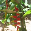 Red and yellow plant