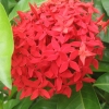 Red Flowers