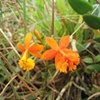 Orange wild flowers