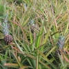 Pineapple field