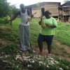 Plucking chickens for dinner