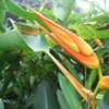 Tropical Plant in Volcan Mombacho
