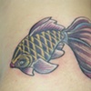 cutey betta