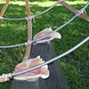 Lifted by conchs