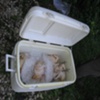 Eviscerating Fowl 10/08