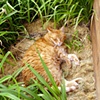 Cricket in the bushes