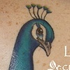 Peacock with magnolias