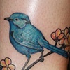 Blue Fairy Wren with plumeria flowers