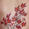 Japanese Maple