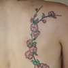 Cherry blossoms