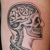 Skeleton and DNA