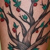 Cherry tree