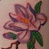 Purple magnolias on the ribs