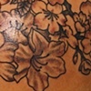 cherry blossoms and rhododendron's 