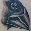 Darwins finches