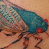 Cicada and text