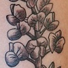 Lupine