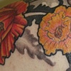 Poppies