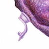 Onion