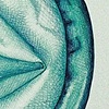Lifestyles Kiss of Mint