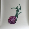 Onion